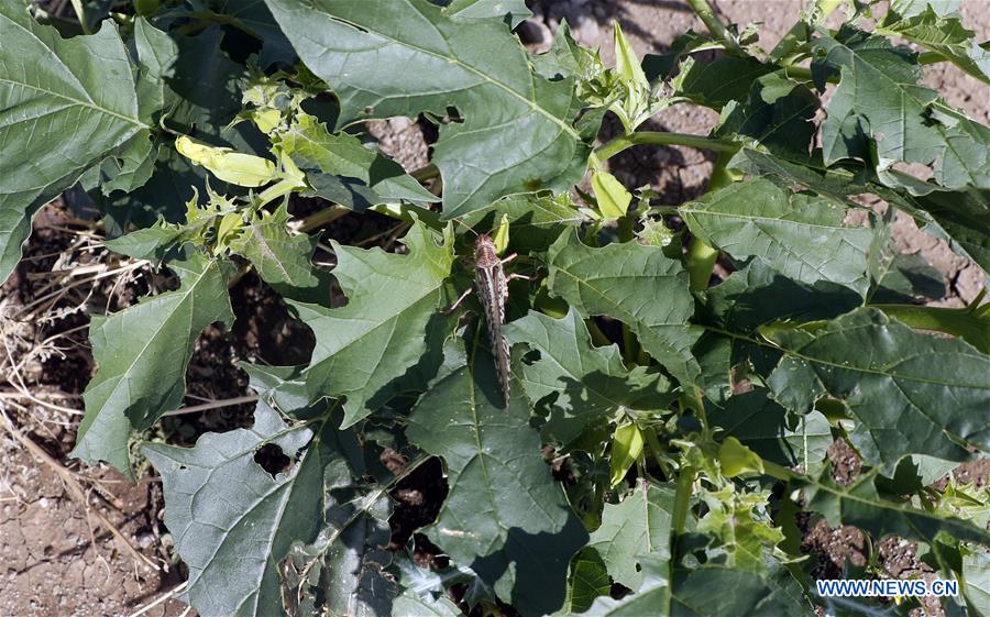 YEMEN-DHAMAR-LOCUST SWARM