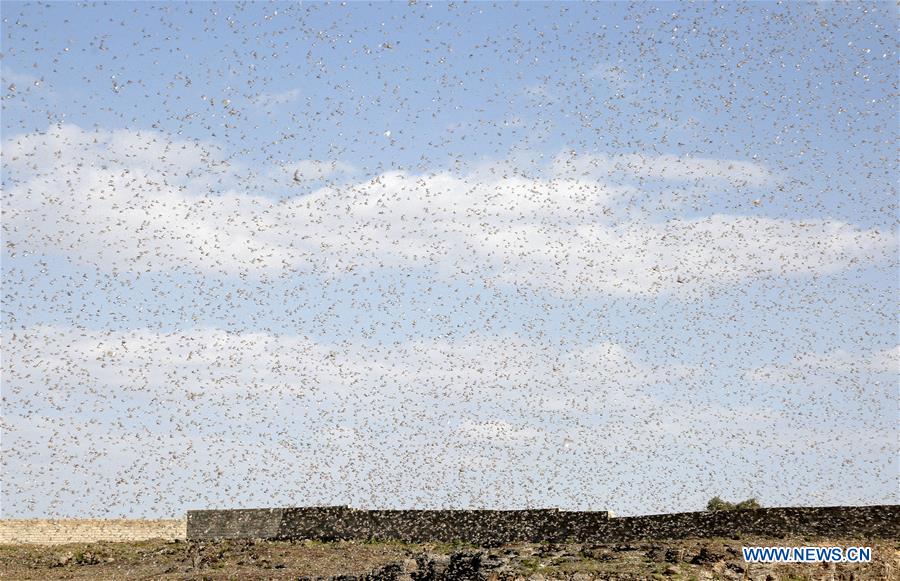 YEMEN-DHAMAR-LOCUST SWARM