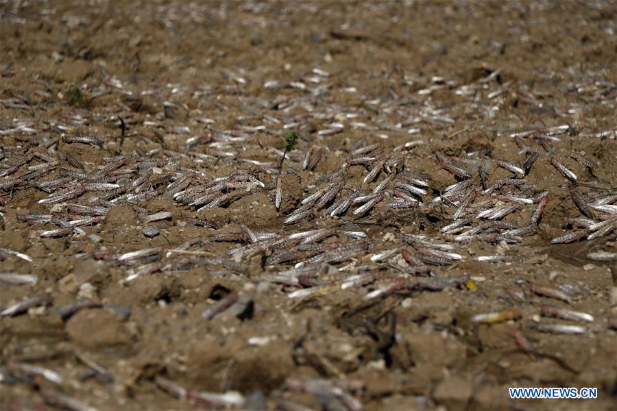 YEMEN-DHAMAR-LOCUST SWARM