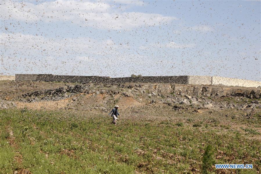 YEMEN-DHAMAR-LOCUST SWARM