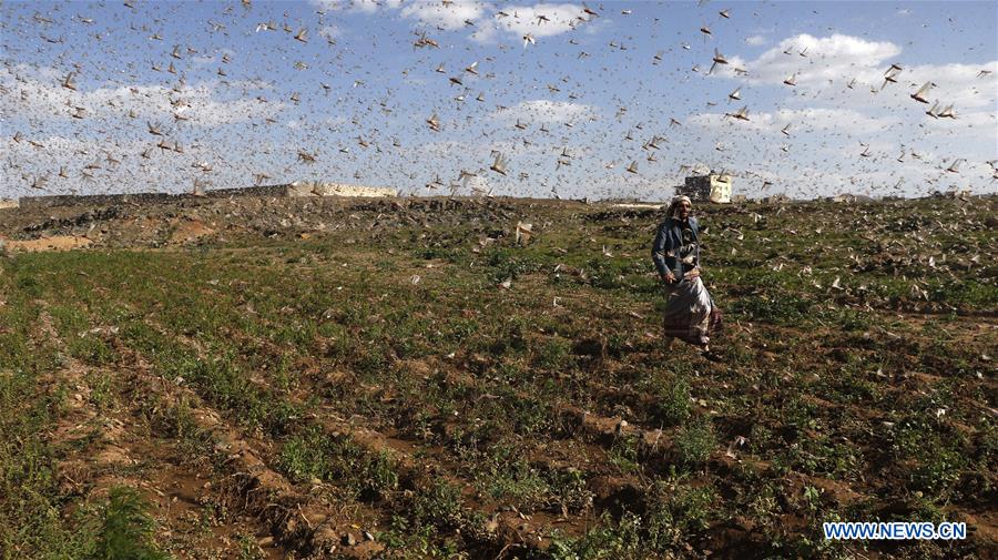 YEMEN-DHAMAR-LOCUST SWARM