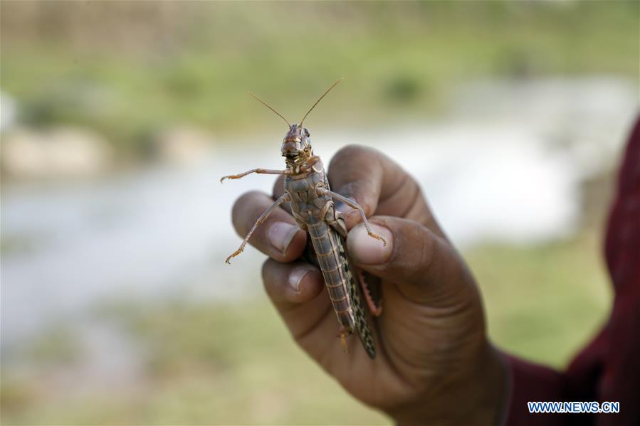 YEMEN-DHAMAR-LOCUST SWARM