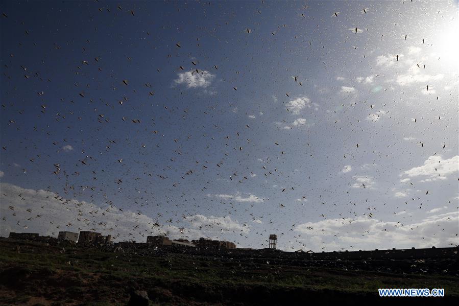 YEMEN-DHAMAR-LOCUST SWARM