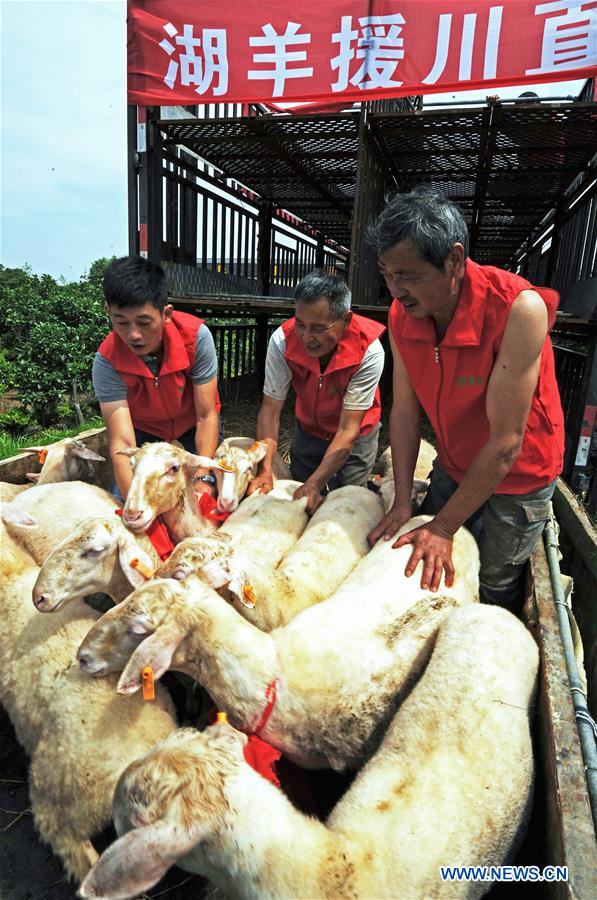 CHINA-ZHEJIANG-HUZHOU-SICHUAN-PAIRING ASSISTANCE-POVERTY ALLEVIATION-SHEEP (CN)