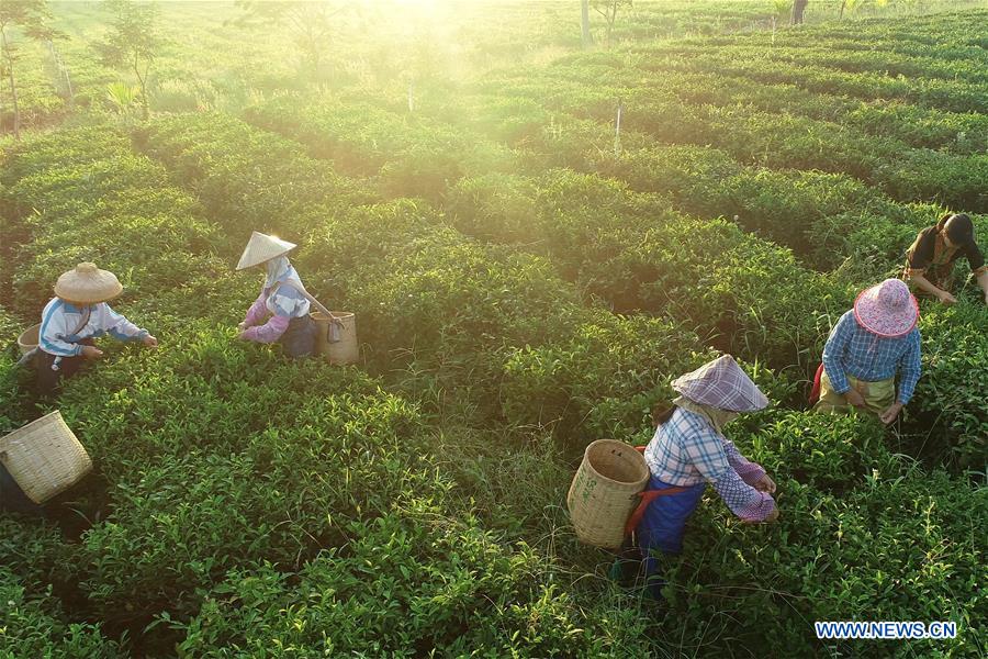 CHINA-HAINAN-BAISHA-TEA-POVERTY ALLEVIATION (CN)