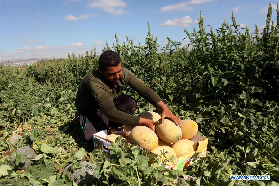 MIDEAST-JENIN-DAILY LIFE-MELONS