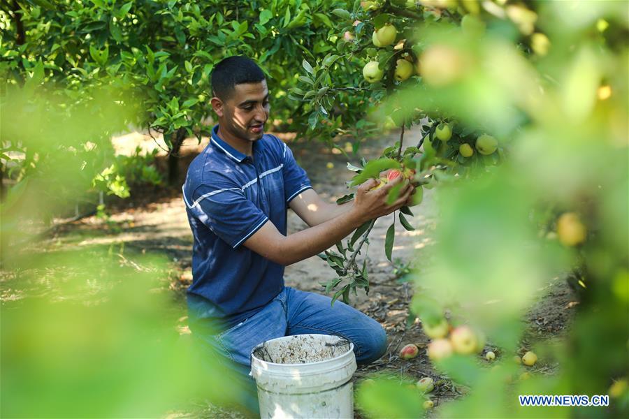 MIDEAST-GAZA-DAILY LIFE-APPLES