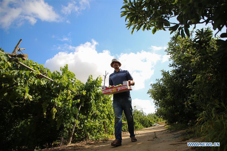 MIDEAST-GAZA-DAILY LIFE-APPLES