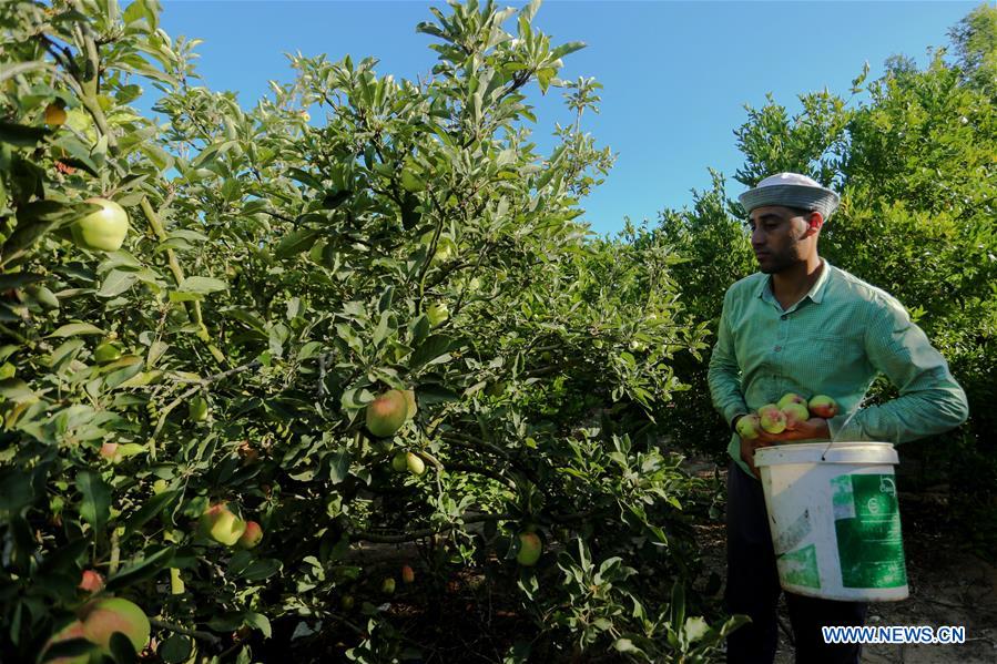 MIDEAST-GAZA-DAILY LIFE-APPLES