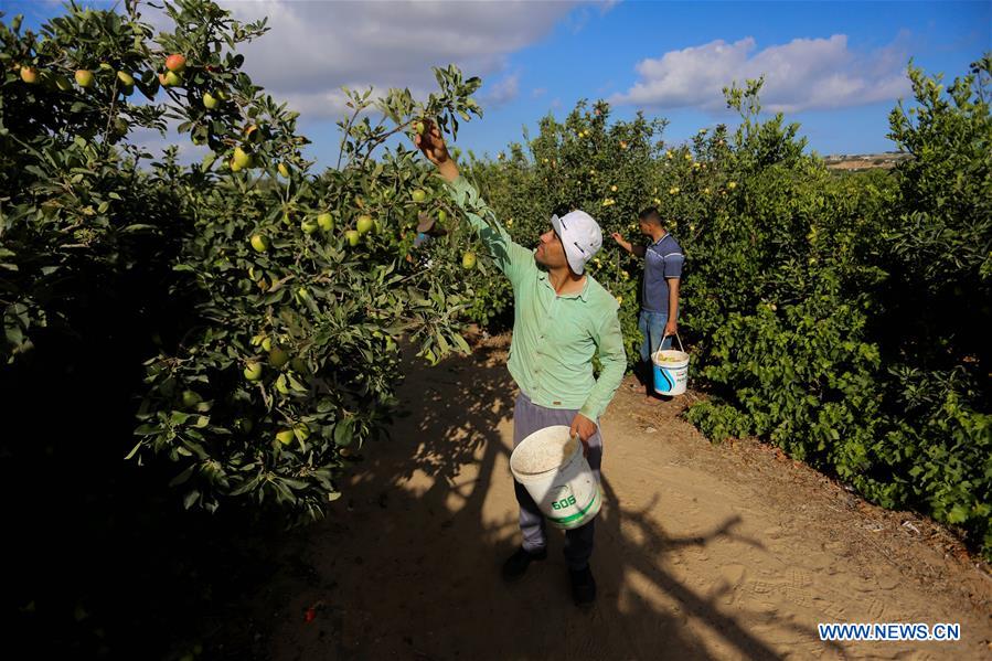 MIDEAST-GAZA-DAILY LIFE-APPLES