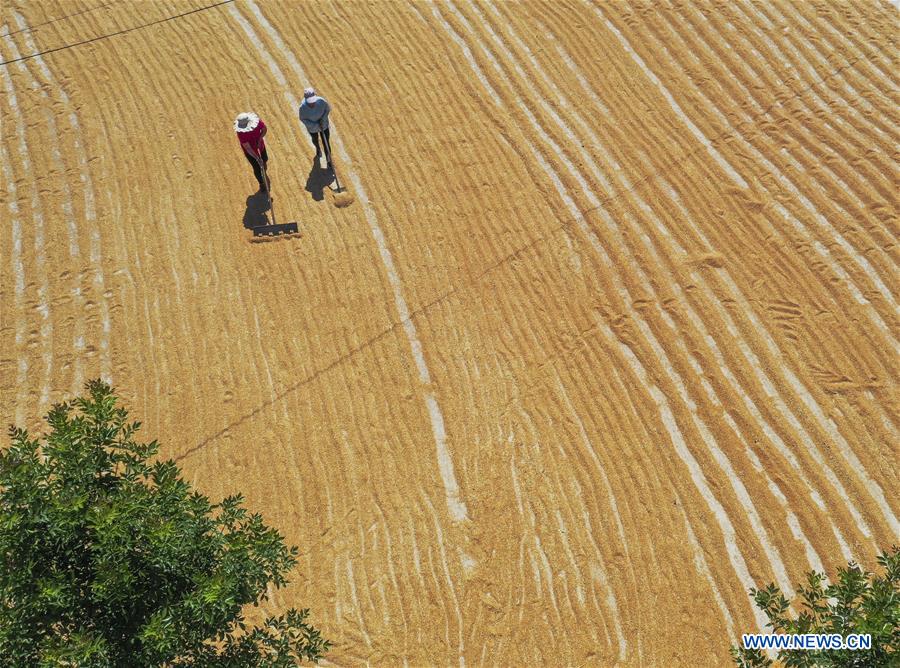 #CHINA-HEBEI-ZUNHUA-WHEAT HARVEST (CN)