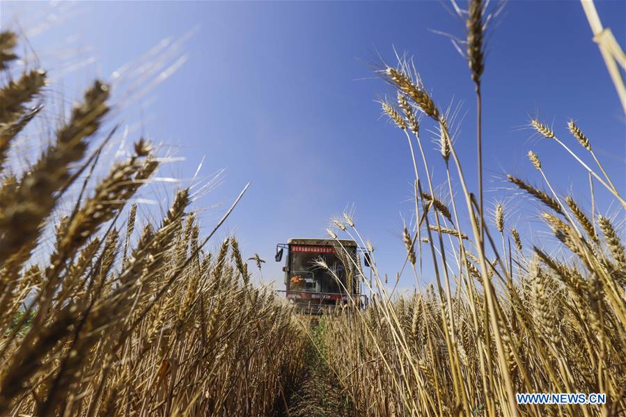 #CHINA-HEBEI-ZUNHUA-WHEAT HARVEST (CN)