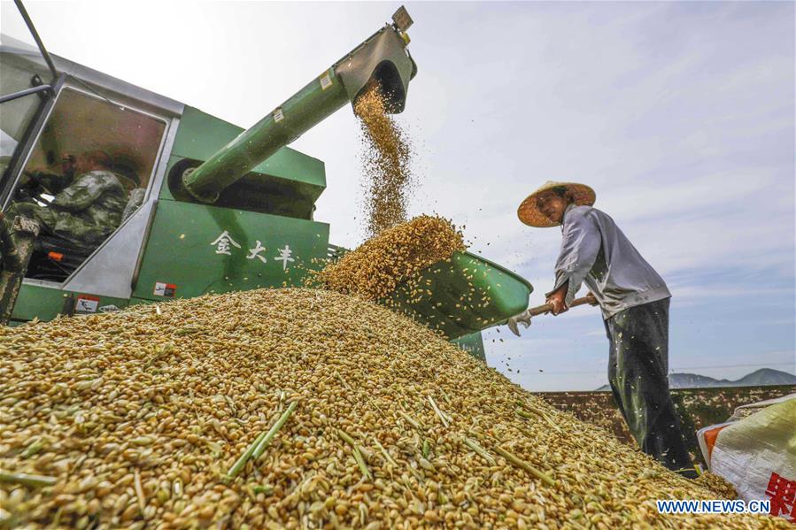 #CHINA-HEBEI-ZUNHUA-WHEAT HARVEST (CN)