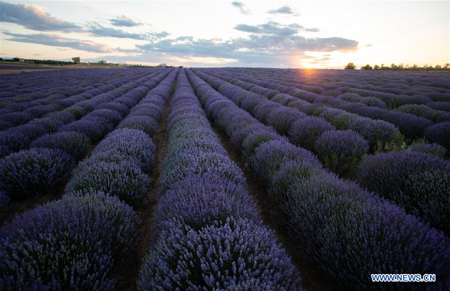 GREECE-MESIMERI-LAVENDER