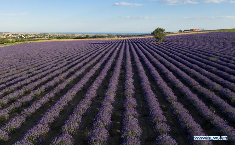 GREECE-MESIMERI-LAVENDER