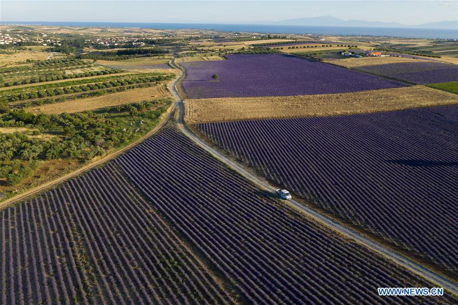 GREECE-MESIMERI-LAVENDER