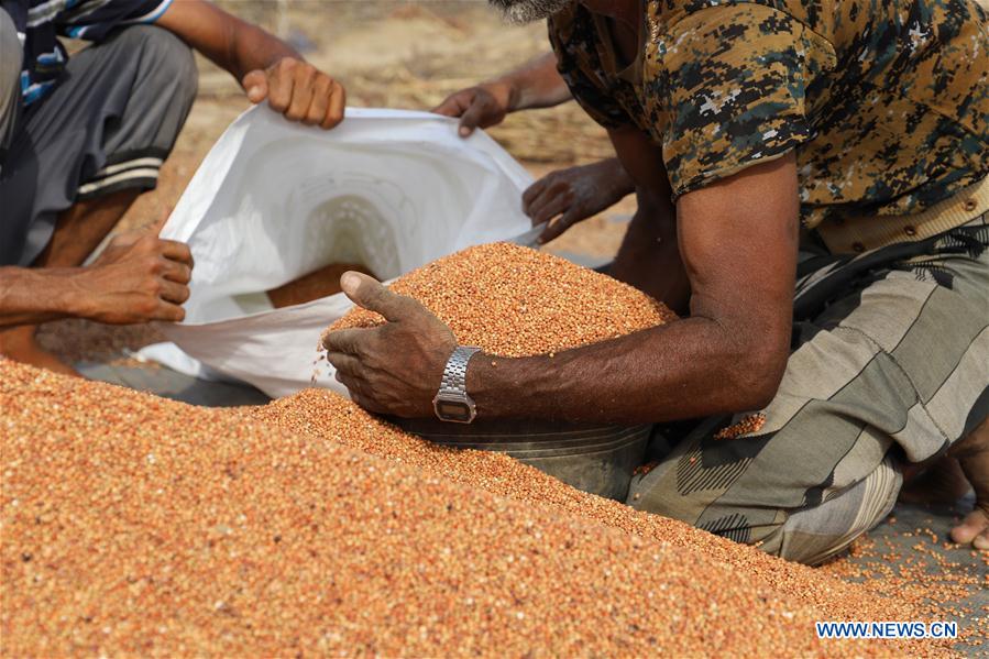 YEMEN-HAJJAH-HARVEST