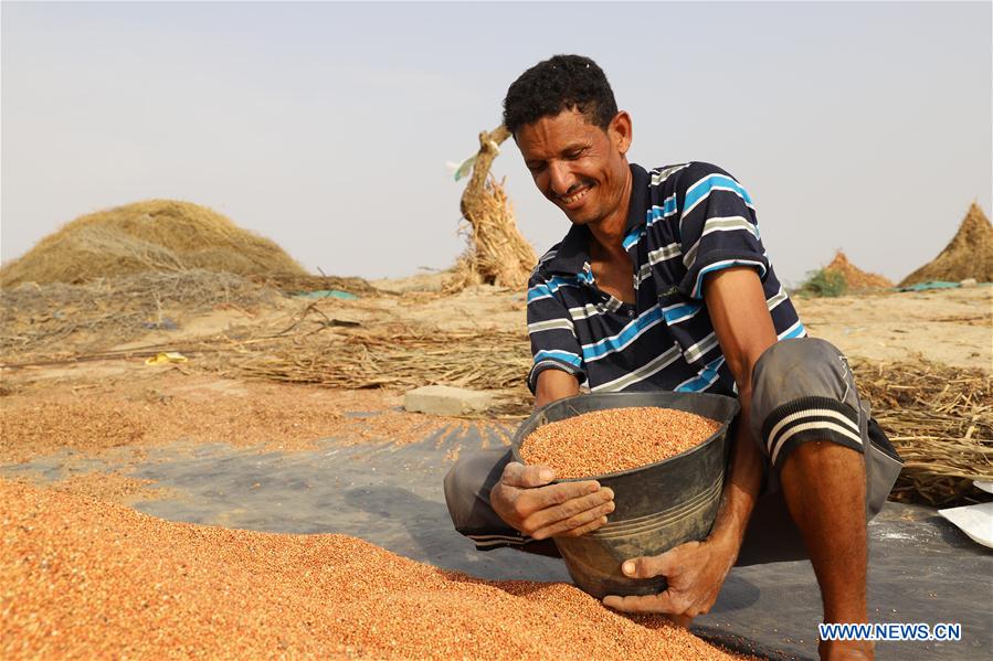 YEMEN-HAJJAH-HARVEST