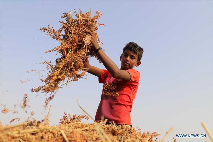 YEMEN-HAJJAH-HARVEST