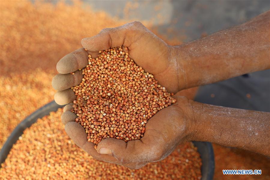 YEMEN-HAJJAH-HARVEST