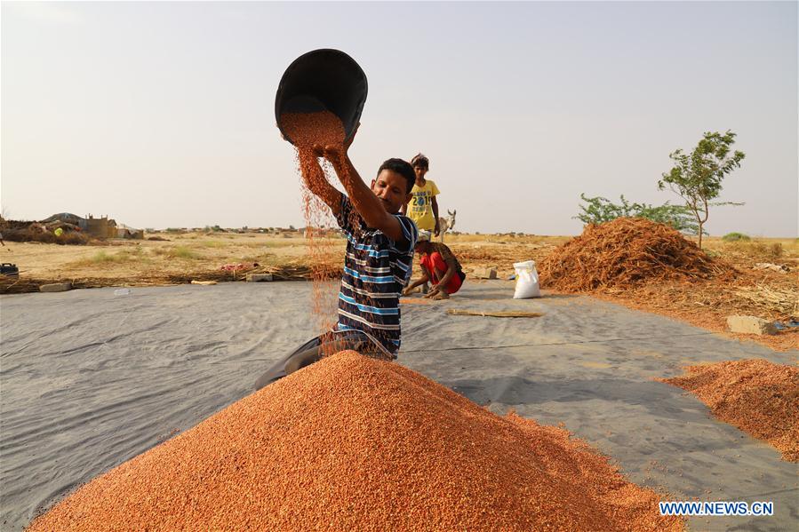 YEMEN-HAJJAH-HARVEST