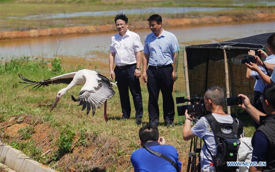 CHINA-JIANGXI-ORIENTAL WHITE STORKS-RELEASE (CN) 