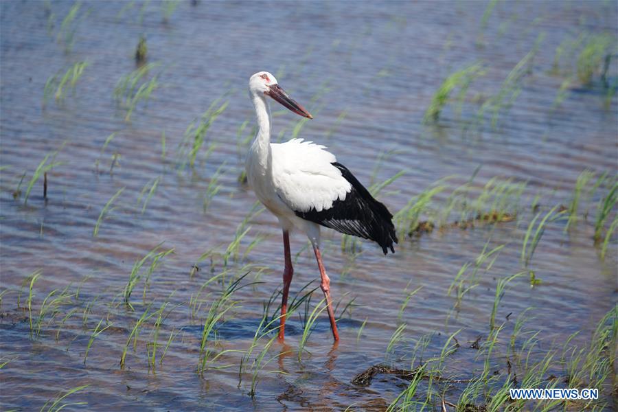 CHINA-JIANGXI-ORIENTAL WHITE STORKS-RELEASE (CN) 