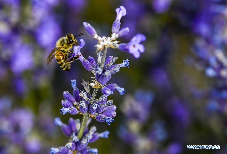 Why Are Bees Attracted to Flowers?