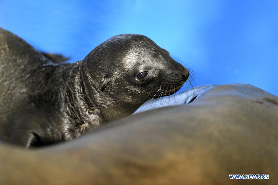 CHINA-HEILONGJIANG-HARBIN-SEA LION-BABY (CN)