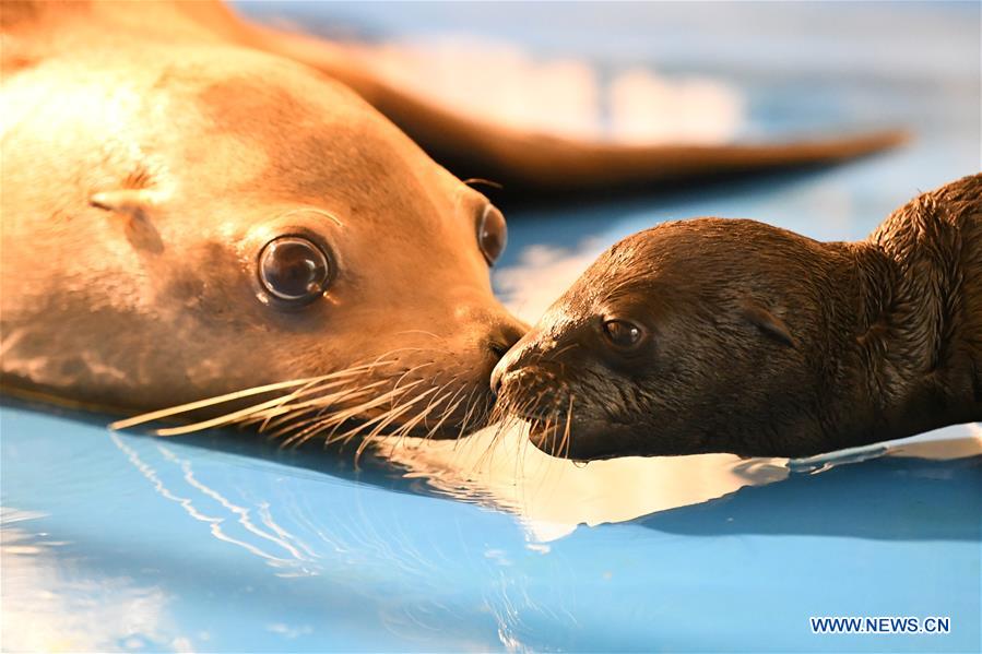 CHINA-HEILONGJIANG-HARBIN-SEA LION-BABY (CN)