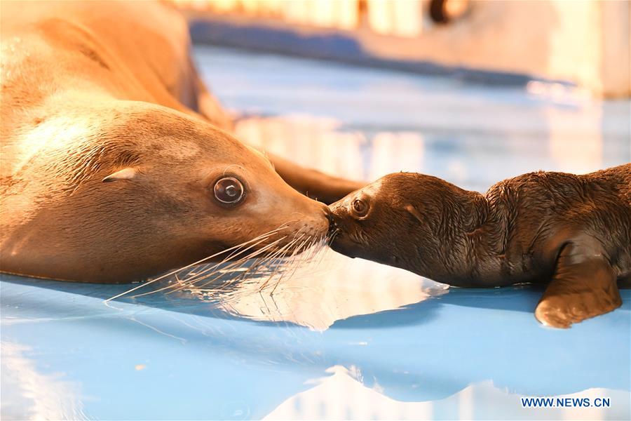 CHINA-HEILONGJIANG-HARBIN-SEA LION-BABY (CN)