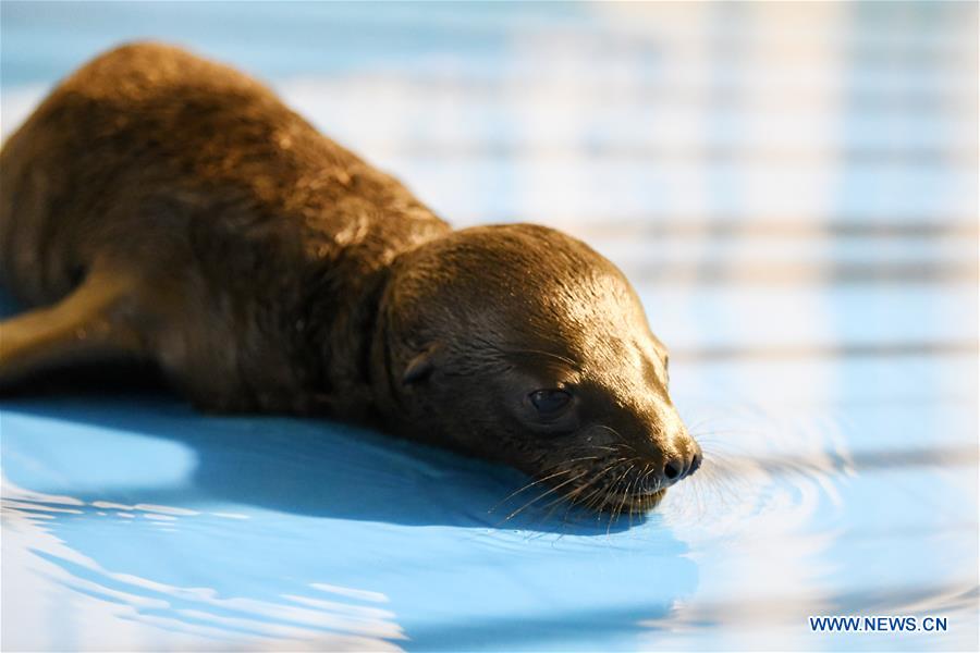 CHINA-HEILONGJIANG-HARBIN-SEA LION-BABY (CN)