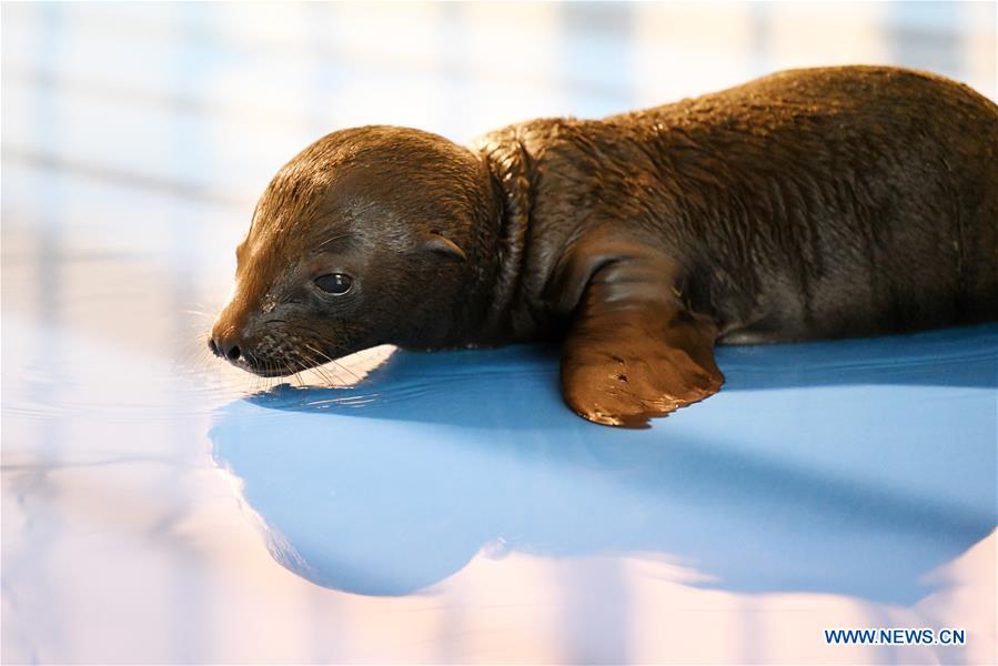 CHINA-HEILONGJIANG-HARBIN-SEA LION-BABY (CN)