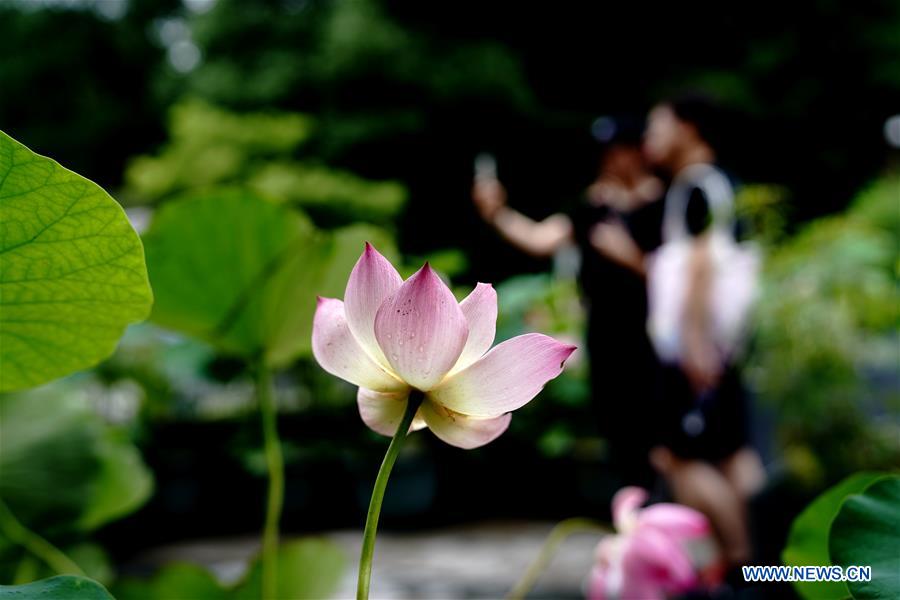 CHINA-SHANGHAI-LOTUS (CN)