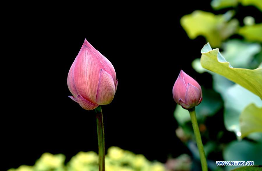 CHINA-SHANGHAI-LOTUS (CN)