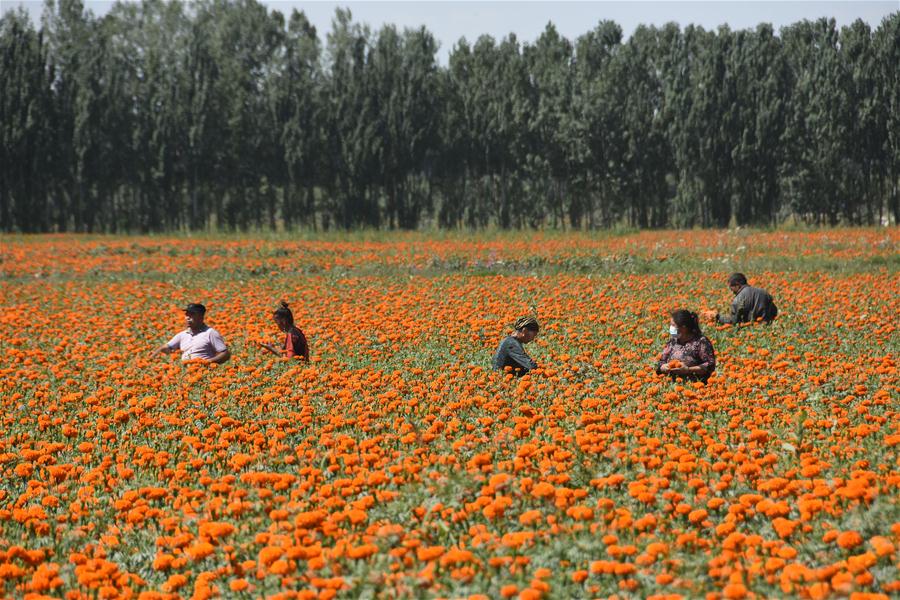 CHINA-XINJIANG-SHACHE-POVERTY ALLEVIATION-MARIGOLD (CN)