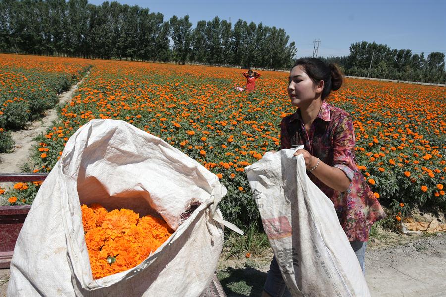 CHINA-XINJIANG-SHACHE-POVERTY ALLEVIATION-MARIGOLD (CN)