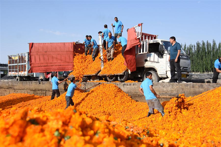 CHINA-XINJIANG-SHACHE-POVERTY ALLEVIATION-MARIGOLD (CN)