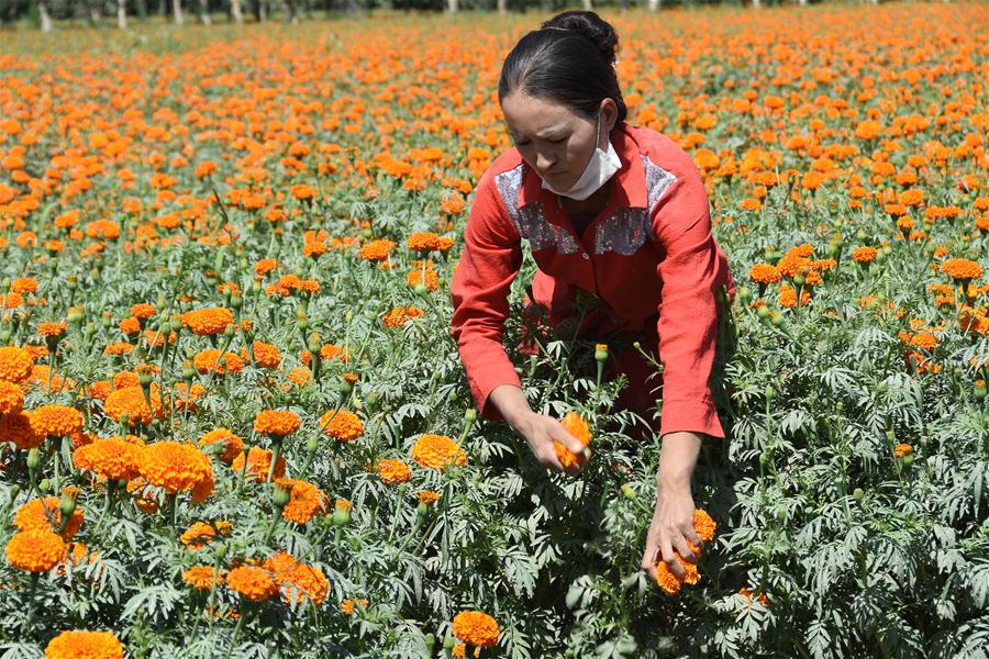 CHINA-XINJIANG-SHACHE-POVERTY ALLEVIATION-MARIGOLD (CN)