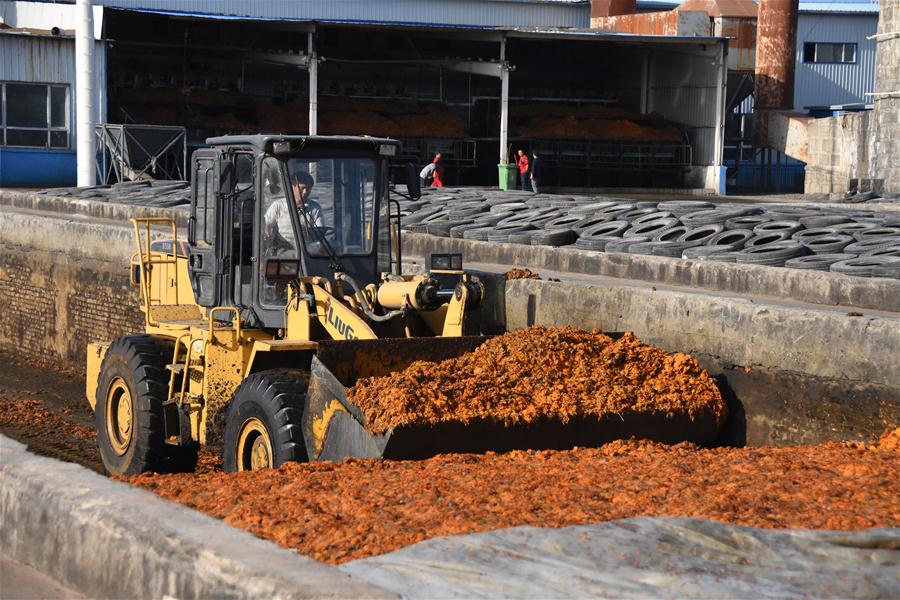 CHINA-XINJIANG-SHACHE-POVERTY ALLEVIATION-MARIGOLD (CN)