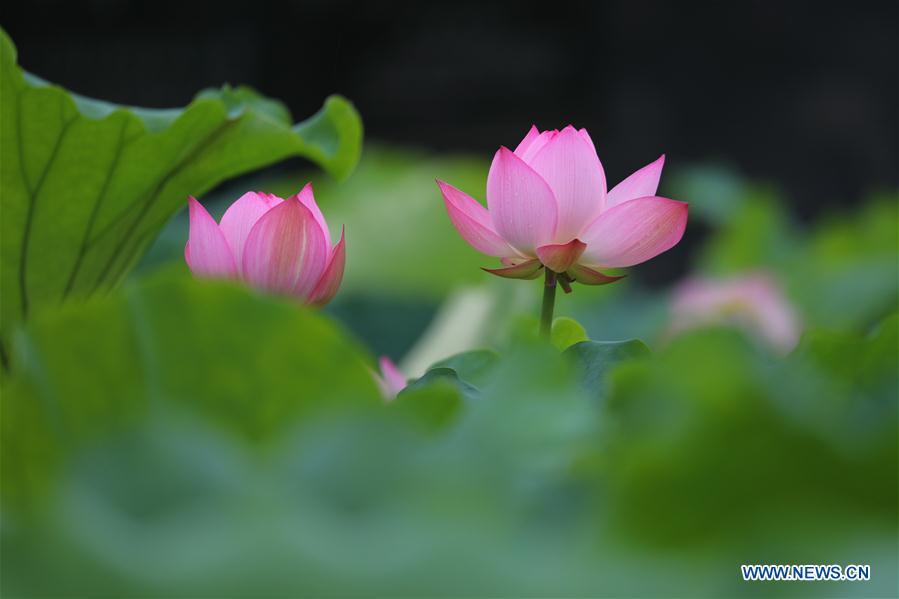 #CHINA-SUMMER-LOTUS (CN)