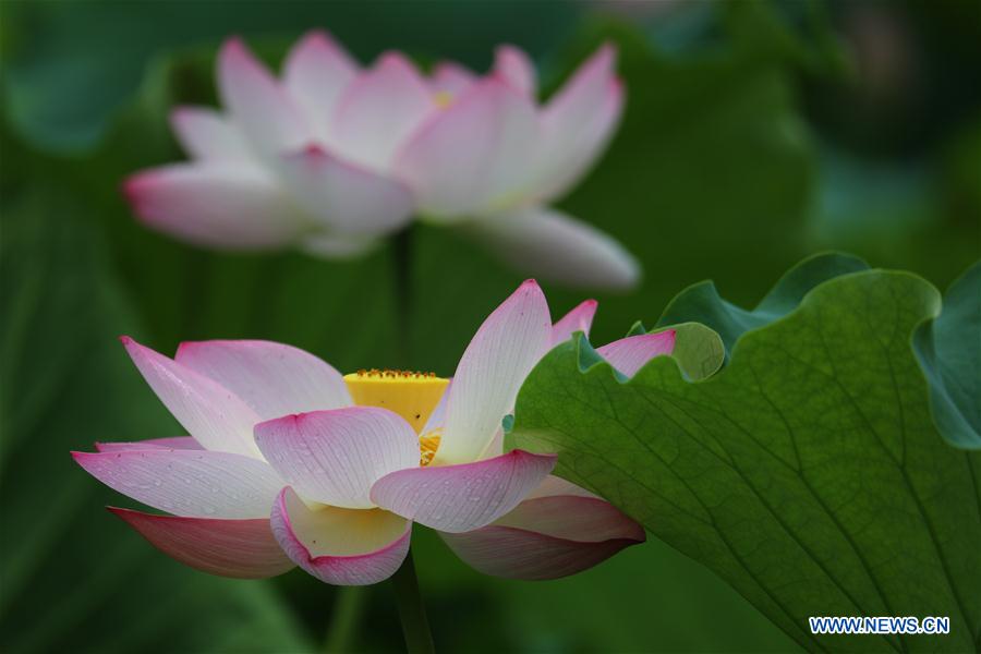 #CHINA-SUMMER-LOTUS (CN)