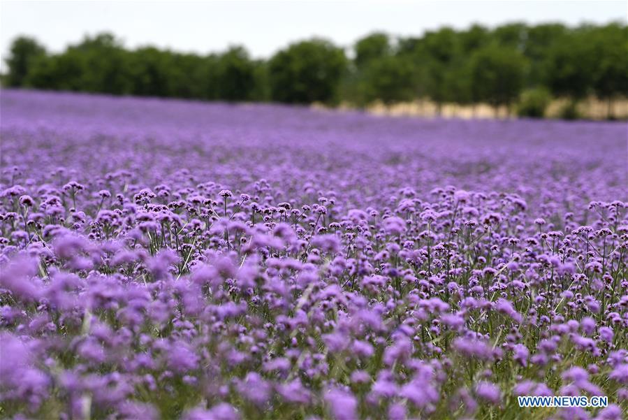 CHINA-NINGXIA-YINCHUAN-FLOWER FIELD (CN)