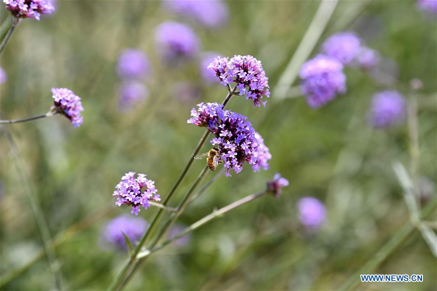 CHINA-NINGXIA-YINCHUAN-FLOWER FIELD (CN)