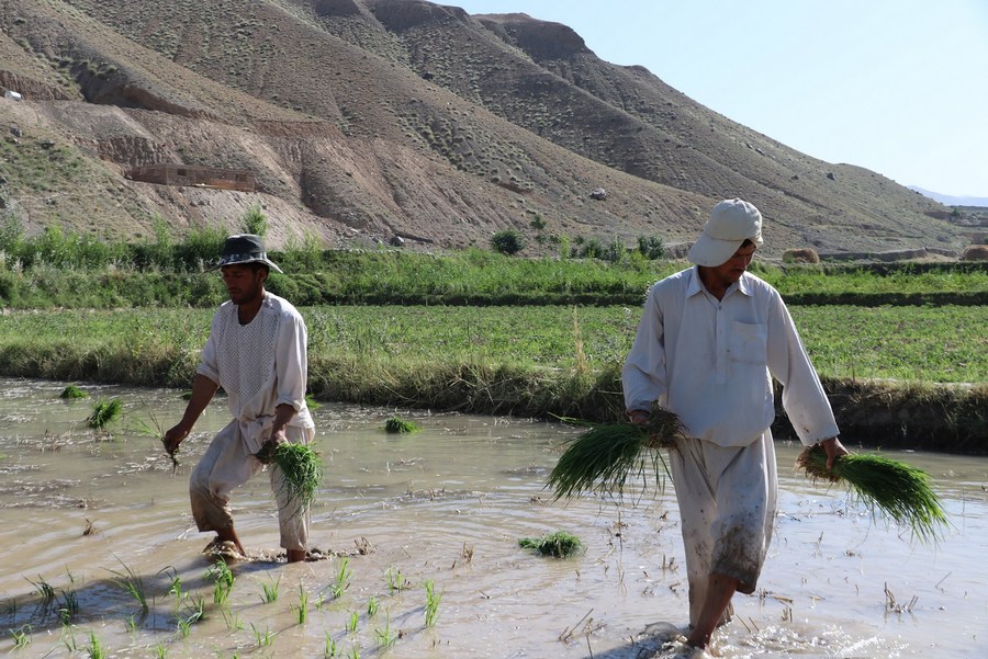 191009) -- PUL-E-KHUMRI, 9, 2019 (Xinhua) -- Afghan Farmers, 51% OFF