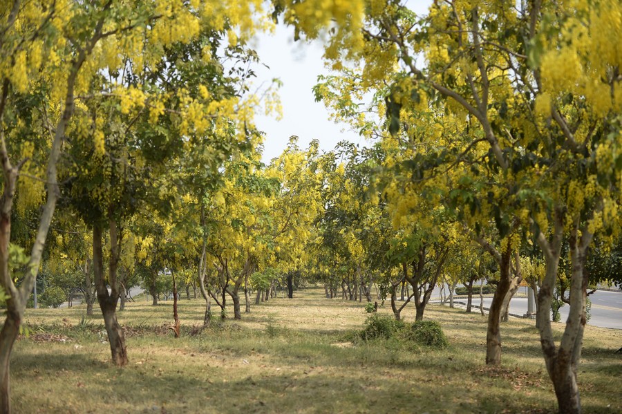 Asia Album: Golden rain trees bloom in Pakistan - Xinhua