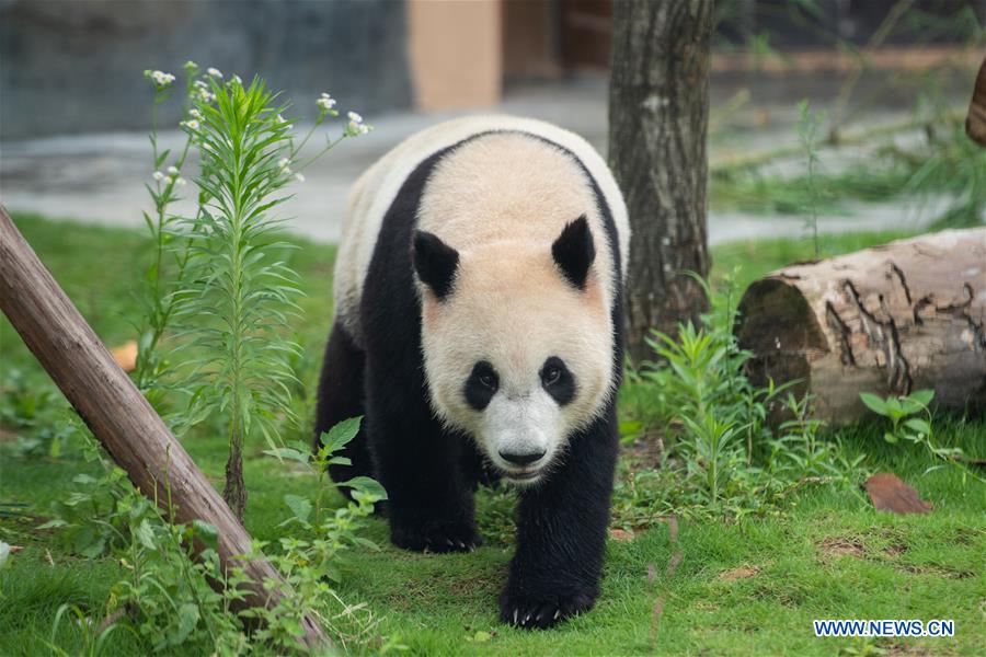 CHINA-HUNAN-XIANGXI-GIANT PANDA-GARDEN-OPENING (CN)