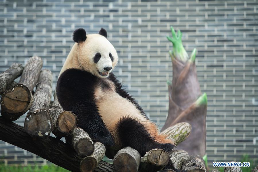 CHINA-HUNAN-XIANGXI-GIANT PANDA-GARDEN-OPENING (CN)