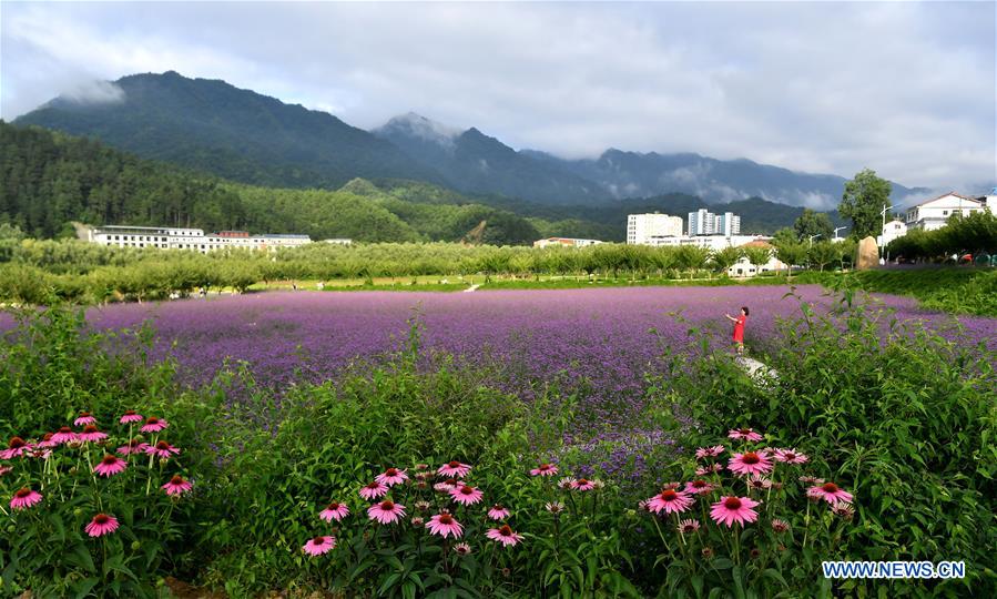 CHINA-SHAANXI-LIUBA-FLOWER FIELD (CN)