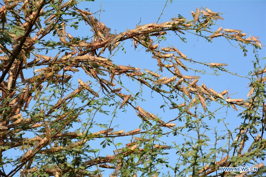 PAKISTAN-SUKKUR-LOCUST ATTACK